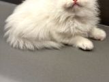 British Longhair - Shorthair Yavrular Ayı Surat Show Kalite