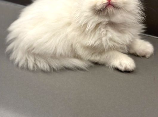 British Longhair - Shorthair Yavrular Ayı Surat Show Kalite görsel
