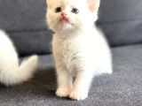 British Shorthair - Longhair Yavrular Show Kalite