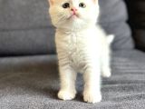British Shorthair - Longhair Yavrular Show Kalite