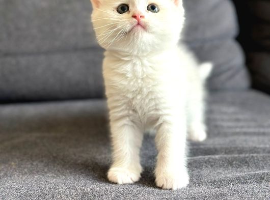 British Shorthair - Longhair Yavrular Show Kalite görsel