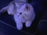 PAMUK