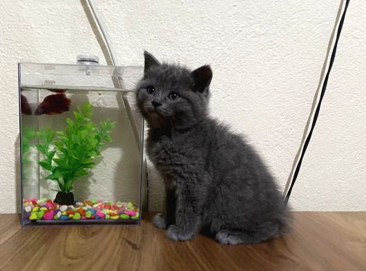 Dişi Shorthair görsel