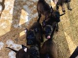 Mükemmel Kalite Safkan Malinois Yavrular