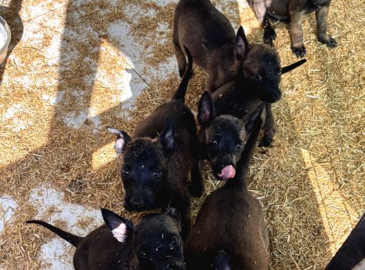 Mükemmel Kalite Safkan Malinois Yavrular görsel