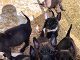 Mükemmel kalite Safkan Malinois yavrular