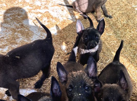 Mükemmel Kalite Safkan Malinois Yavrular