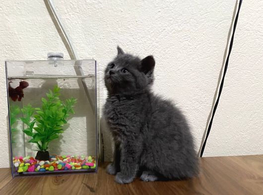 Dişi Shorthair görsel