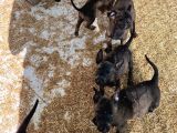 Mükemmel Kalite Safkan Malinois Yavrular