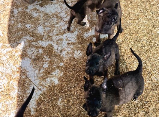 Mükemmel Kalite Safkan Malinois Yavrular görsel