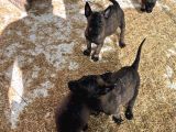 Mükemmel Kalite Safkan Malinois Yavrular