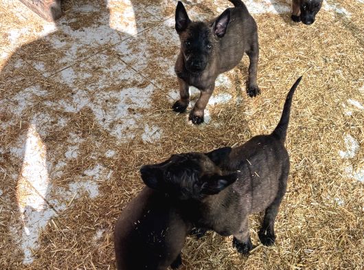 Mükemmel Kalite Safkan Malinois Yavrular görsel