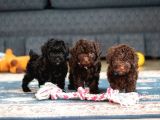 Chocolate Brown Kore Kani Poodle