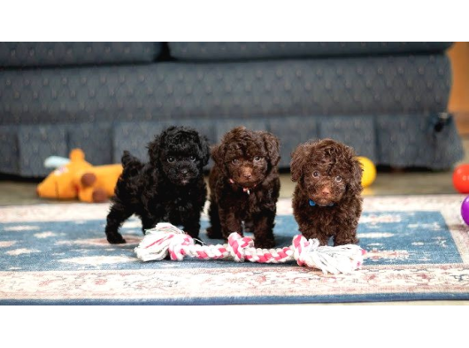 Chocolate Brown Kore Kani Poodle görsel