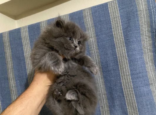 2 Tane Longhair Blue Dişi görsel
