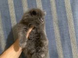 2 Tane Longhair Blue Dişi