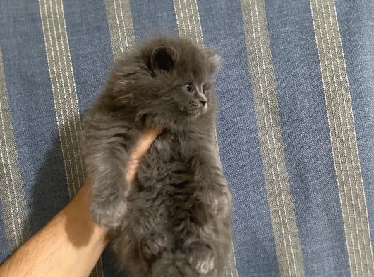 2 Tane Longhair Blue Dişi görsel