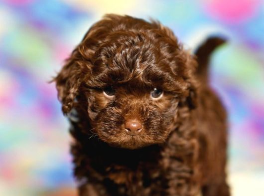 Chocolate Brown Kore Kani Poodle