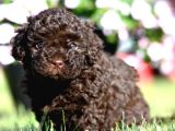 Chocolate Brown Kore Kani Poodle