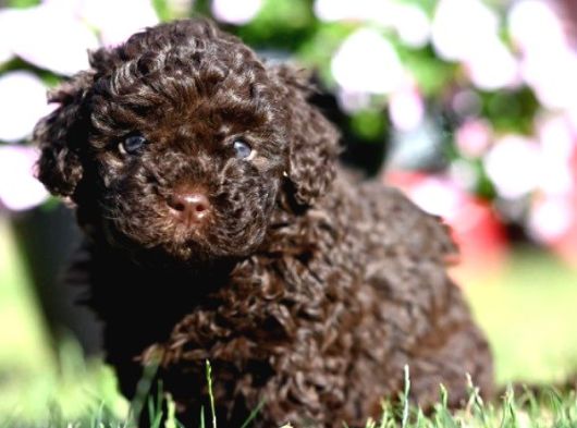 Chocolate Brown Kore Kani Poodle görsel