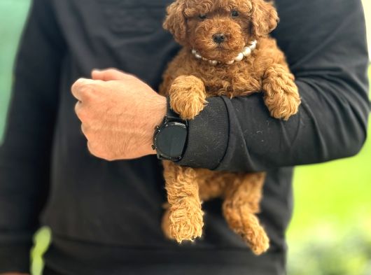 Gerçek Red Brown Kore Poodle görsel