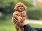 Red Brown Toy Poodle Oyuncak Bebekler