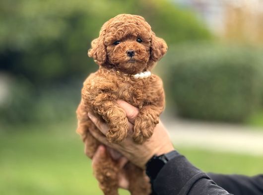 Red Brown Toy Poodle Oyuncak Bebekler görsel