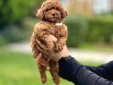 Red Brown Toy Poodle Oyuncak Bebekler