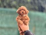GERÇEK RED BROWN KORE POODLE
