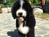 Multi̇gen Gerçek Bi̇ Colour Bernedoodle