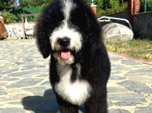 Multi̇gen Gerçek Bi̇ Colour Bernedoodle görsel