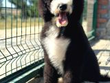 Multi̇gen Gerçek Bi̇ Colour Bernedoodle
