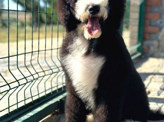 Multi̇gen Gerçek Bi̇ Colour Bernedoodle görsel