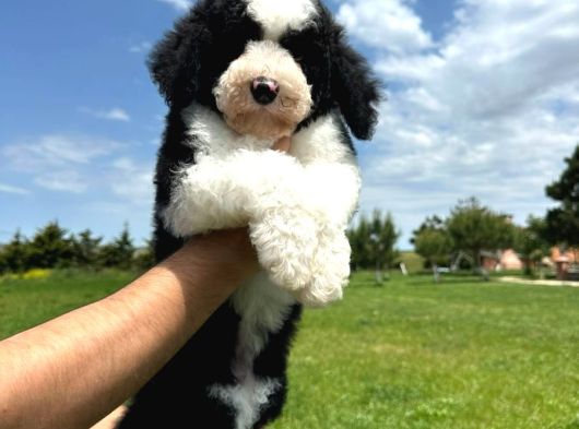 Multi̇gen Gerçek Bi̇ Colour Bernedoodle