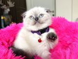 Scottish Fold Yavrular