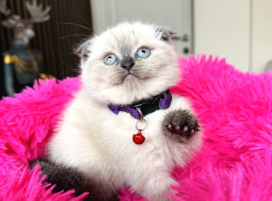Scottish Fold Yavrular görsel