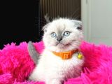 Scottish Fold Yavrular