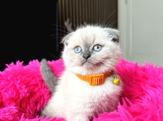 Scottish Fold Yavrular görsel