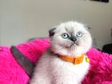 Scottish Fold Yavrular