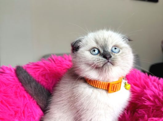Scottish Fold Yavrular görsel