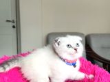 Scottish Fold Yavrular