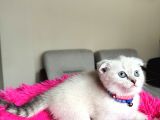 Scottish Fold Yavrular