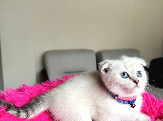 Scottish Fold Yavrular görsel