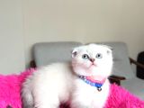 Scottish Fold Yavrular