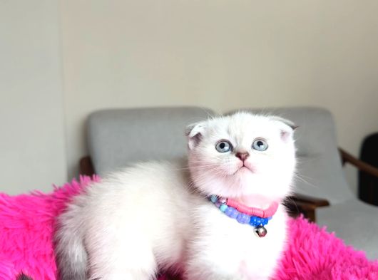 Scottish Fold Yavrular