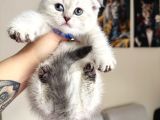 Scottish Fold Yavrular