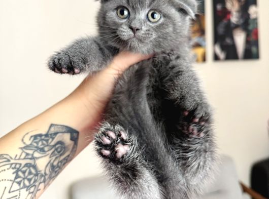 Scottish Fold Yavrular görsel