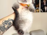 Scottish Fold Yavrular