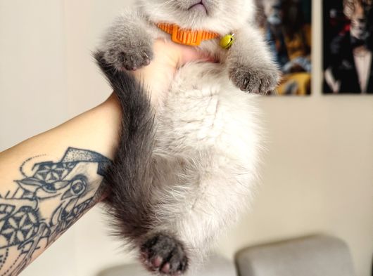 Scottish Fold Yavrular görsel