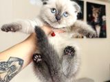 Scottish Fold Yavrular